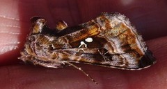 Fiolettbrunt metallfly (Autographa pulchrina)