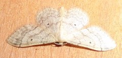 Randengmåler (Idaea biselata)