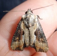 Sumpengfly (Lateroligia ophiogramma)