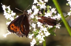 Fløyelsringvinge (Erebia ligea)