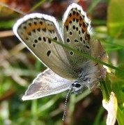 Idasblåvinge (Plebejus idas)