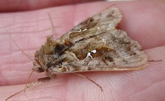 Gråbrunt metallfly (Autographa buraetica)