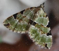 Svartflekket olivenmåler (Colostygia pectinataria)