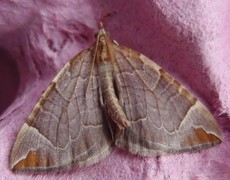 Krattbærmåler (Eulithis testata)