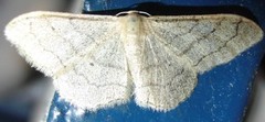 Vinkelengmåler (Idaea aversata)