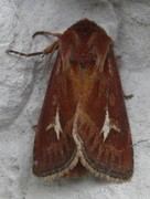 Gressmarkfly (Cerapteryx graminis)