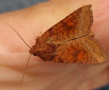 Stengelfly (Amphipoea)