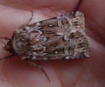 Røsslyngfly (Lycophotia porphyrea)