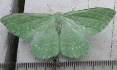 Kjempebladmåler (Geometra papilionaria)