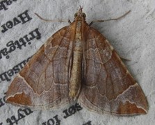 Krattbærmåler (Eulithis testata)