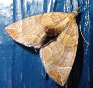 Krattbærmåler (Eulithis testata)