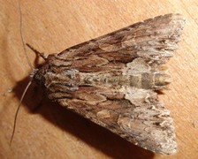 Stort engfly (Apamea monoglypha)