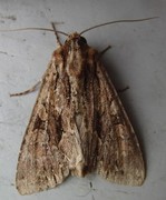 Stort engfly (Apamea monoglypha)