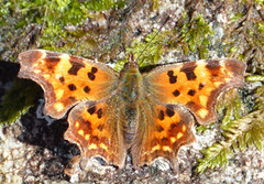 Hvit c (Polygonia c-album)