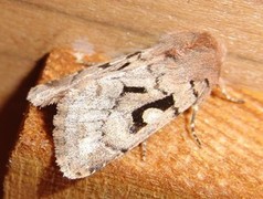 Buemerket seljefly (Orthosia gothica)