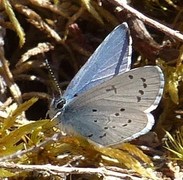 Vårblåvinge (Celastrina argiolus)