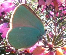 Grønnstjertvinge (Callophrys rubi)