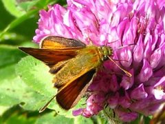 Engsmyger (Ochlodes sylvanus)