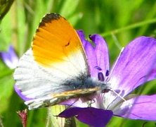 Aurorasommerfugl (Anthocharis cardamines)