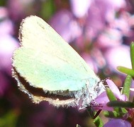 Grønnstjertvinge (Callophrys rubi)