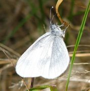 Skoghvitvinge (Leptidea sinapis)