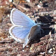 Idasblåvinge (Plebejus idas)