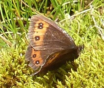 Fløyelsringvinge (Erebia ligea)