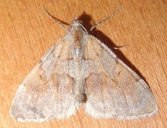 Fjærbarmåler (Pennithera firmata)