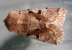 Buemerket seljefly (Orthosia gothica)