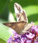 Gammafly (Autographa gamma)