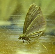 Grå einerbarmåler (Thera juniperata)