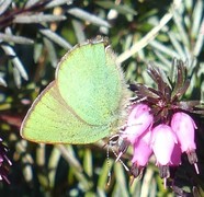 Grønnstjertvinge (Callophrys rubi)