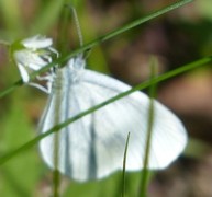 Skoghvitvinge (Leptidea sinapis)