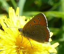 Purpurgullvinge (Lycaena hippothoe)