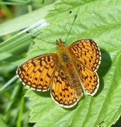 Aglajaperlemorvinge (Argynnis aglaja)