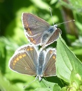 Sankthansblåvinge (Aricia artaxerxes)