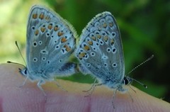 Sankthansblåvinge (Aricia artaxerxes)