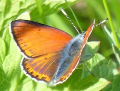 Purpurgullvinge (Lycaena hippothoe)