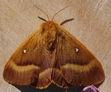 Eikespinner (Lasiocampa quercus)