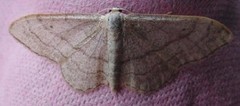 Bueengmåler (Idaea straminata)