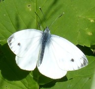 Rapssommerfugl (Pieris napi)