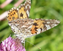 Tistelsommerfugl (Vanessa cardui)