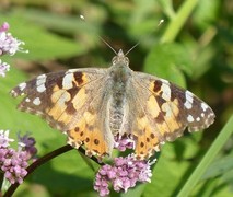 Tistelsommerfugl (Vanessa cardui)