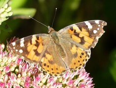 Tistelsommerfugl (Vanessa cardui)