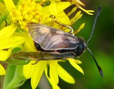 Fjellbloddråpesvermer (Zygaena exulans)