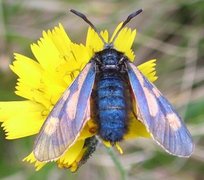 Fjellbloddråpesvermer (Zygaena exulans)