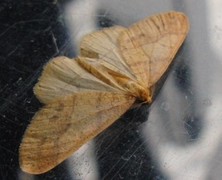 Gul frostmåler (Agriopis aurantiaria)