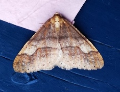 Vårfrostmåler (Agriopis marginaria)