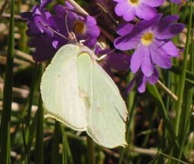 Sitronsommerfugl (Gonepteryx rhamni)