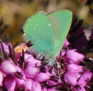 Grønnstjertvinge (Callophrys rubi)